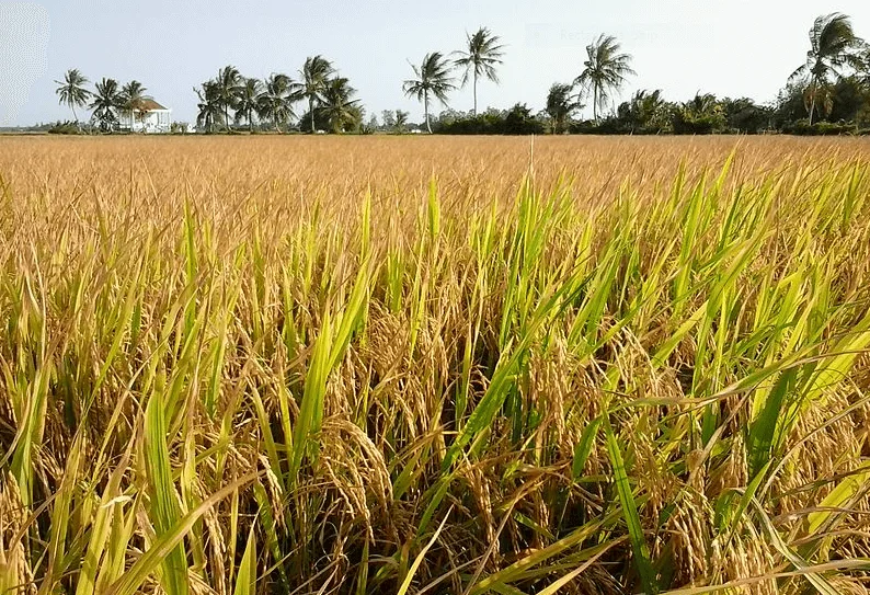 Sự ảnh hưởng của biến đổi khí hậu đối với sản xuất gạo và an ninh lương thực