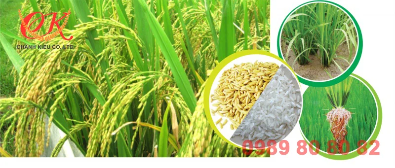 gạo từ thiện giá rẻ