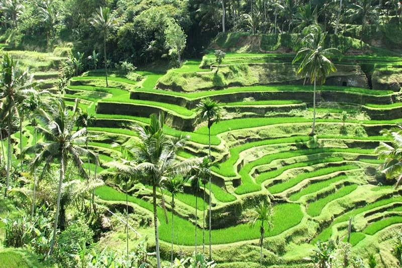 Khám phá các cánh đồng lúa tuyệt đẹp ở châu Á